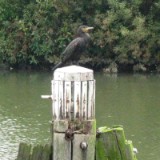 0809F 064 Kormoran : oostende